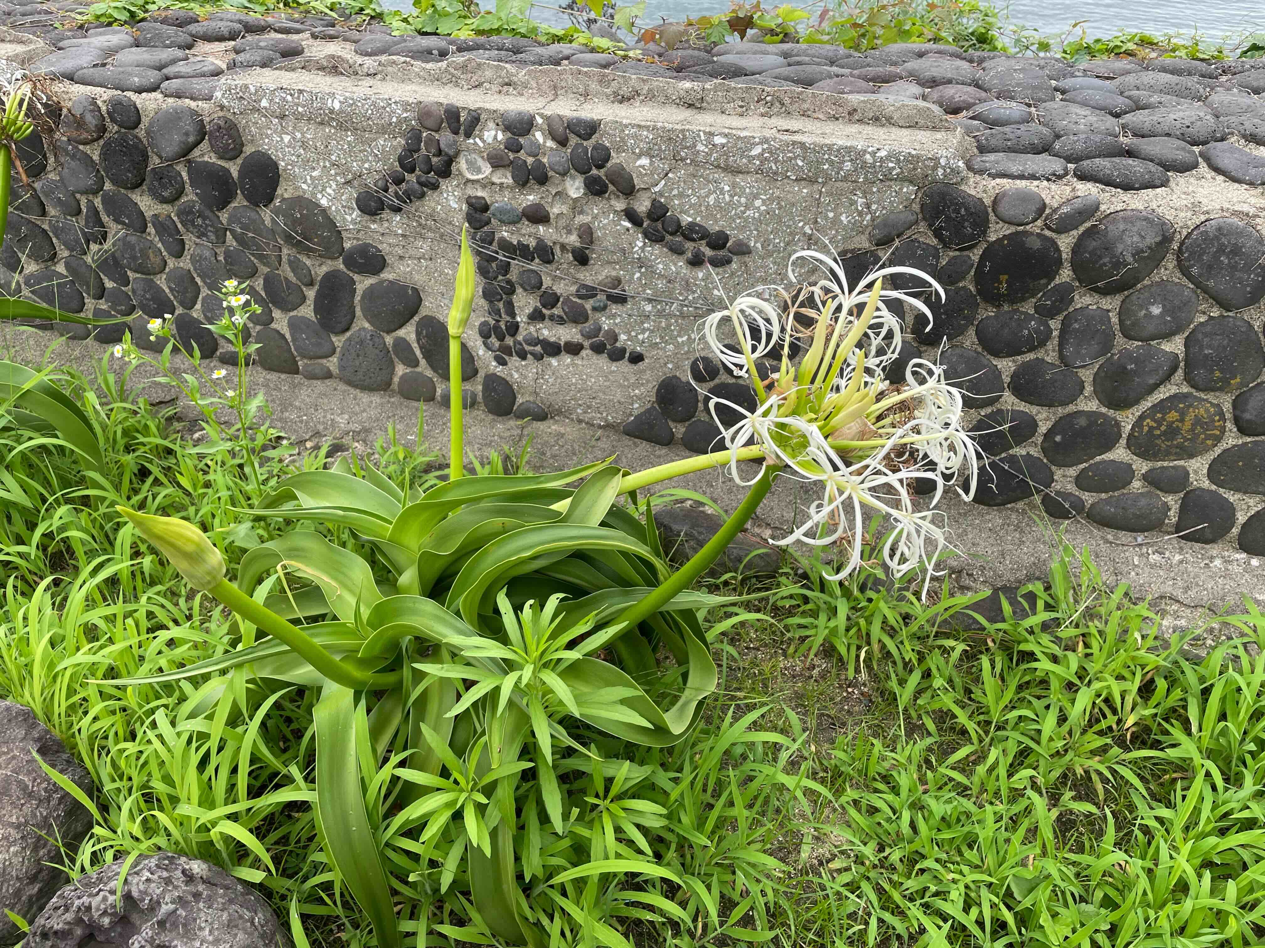 2024年8月の画像