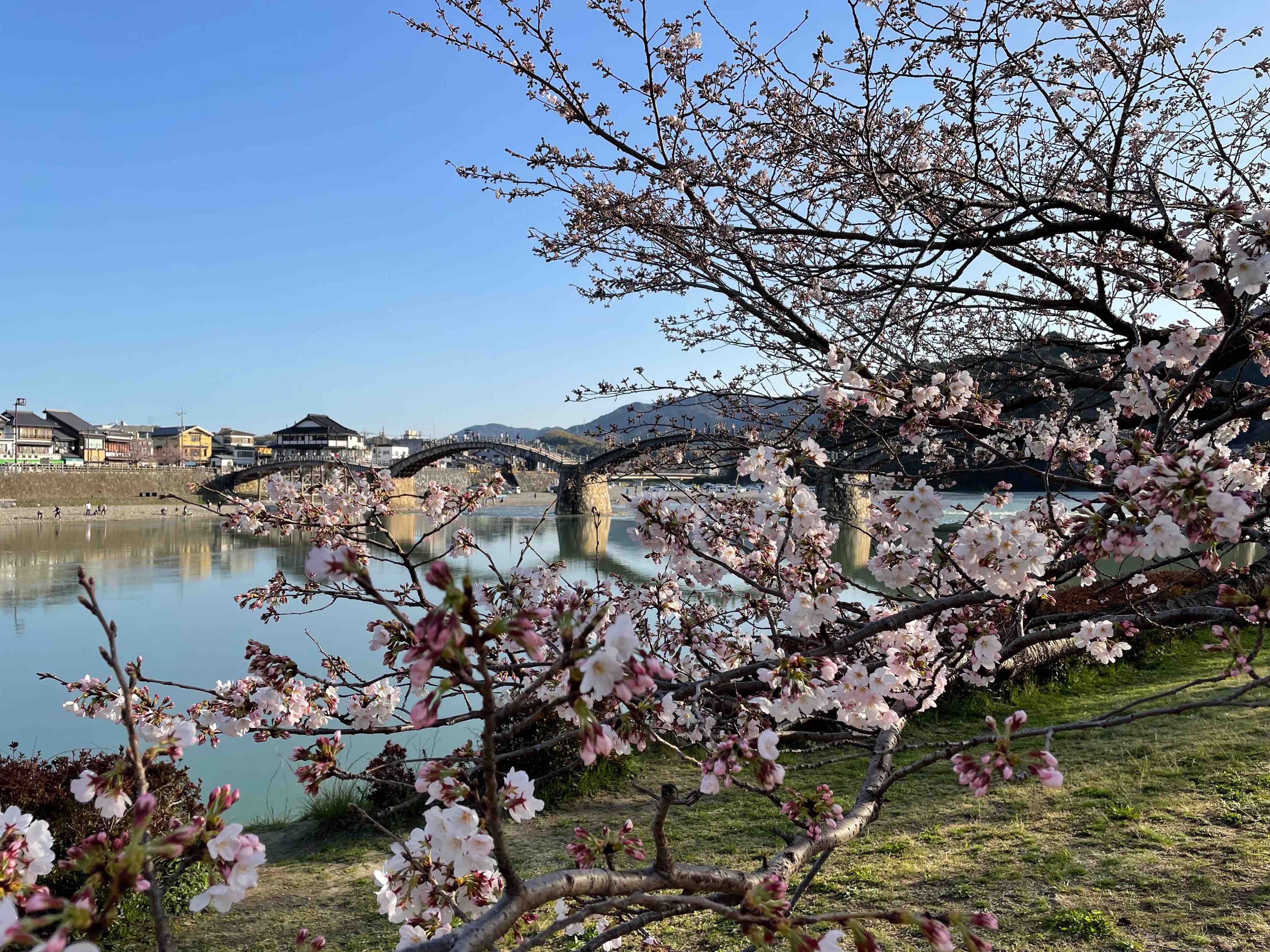 錦帯橋と桜