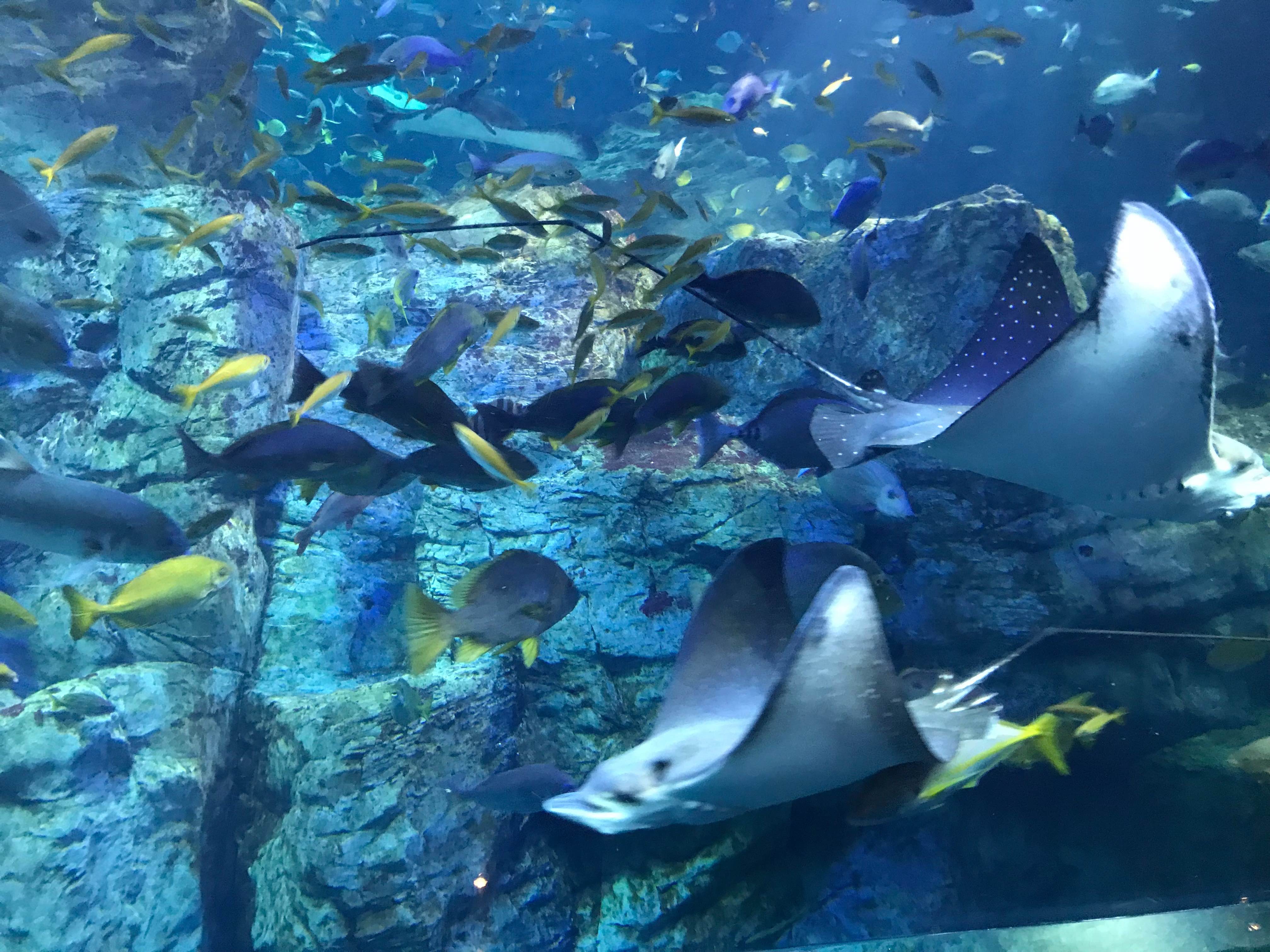 水族館の画像