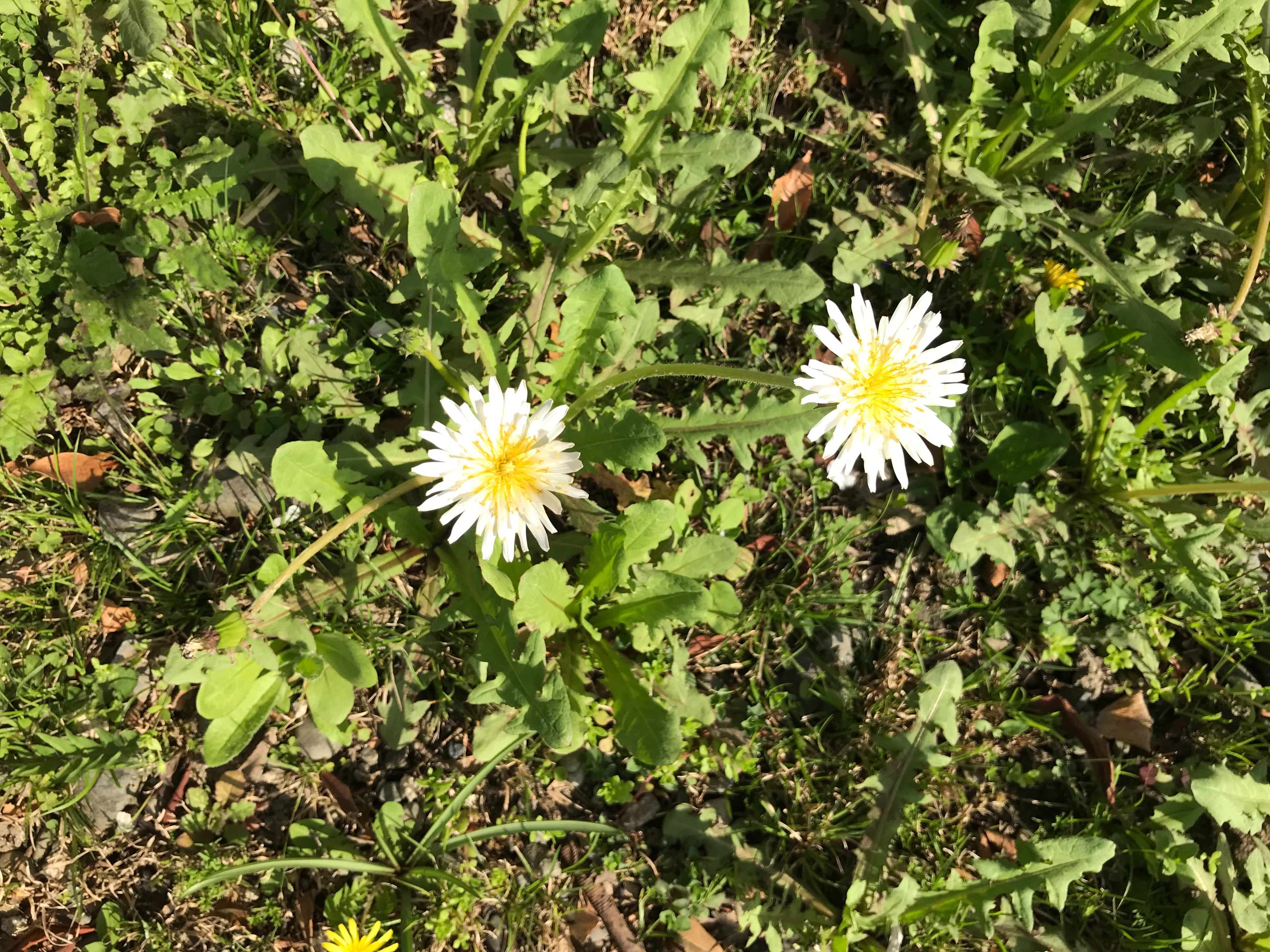 日本のタンポポ