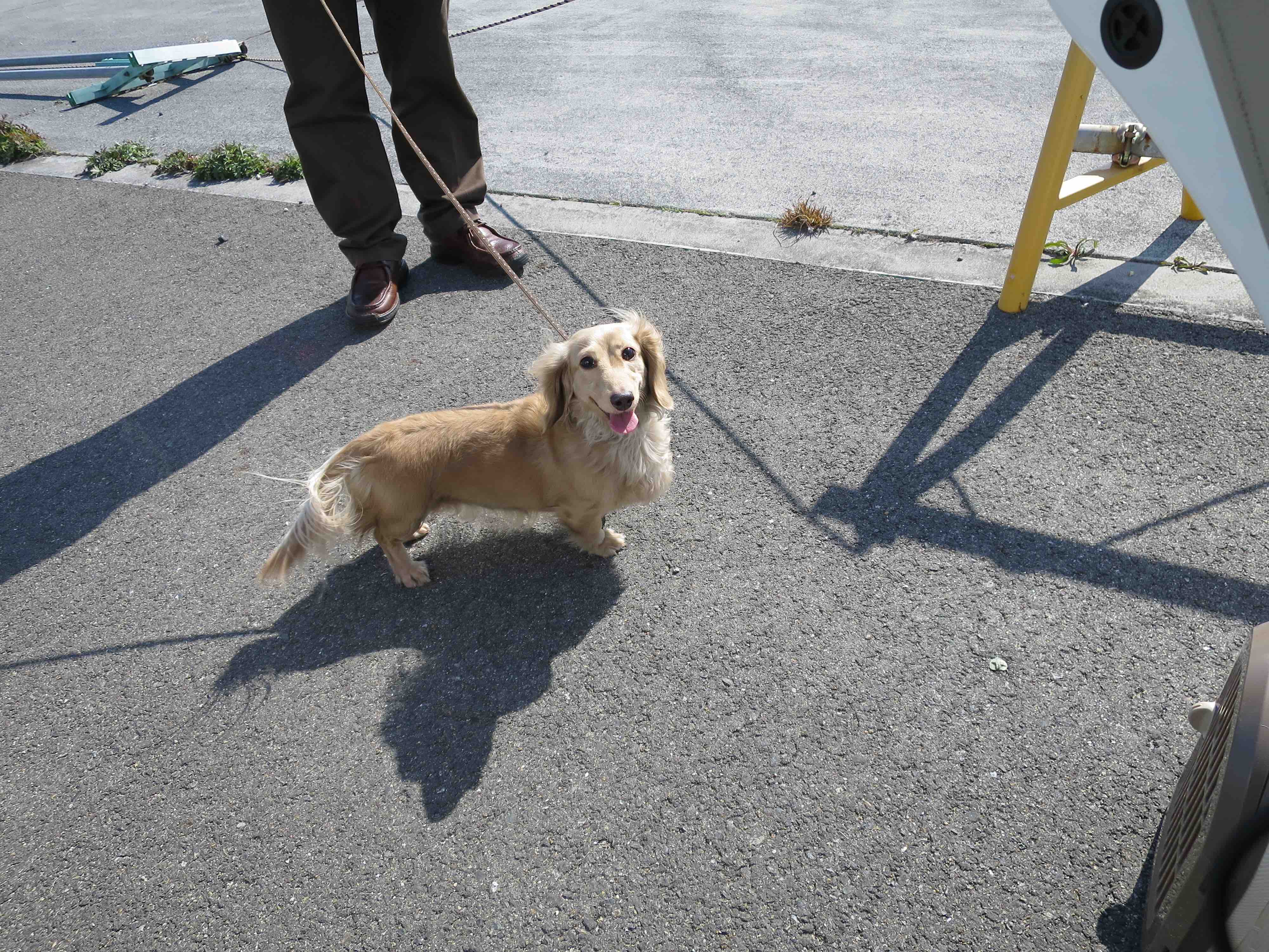 ダックスフント