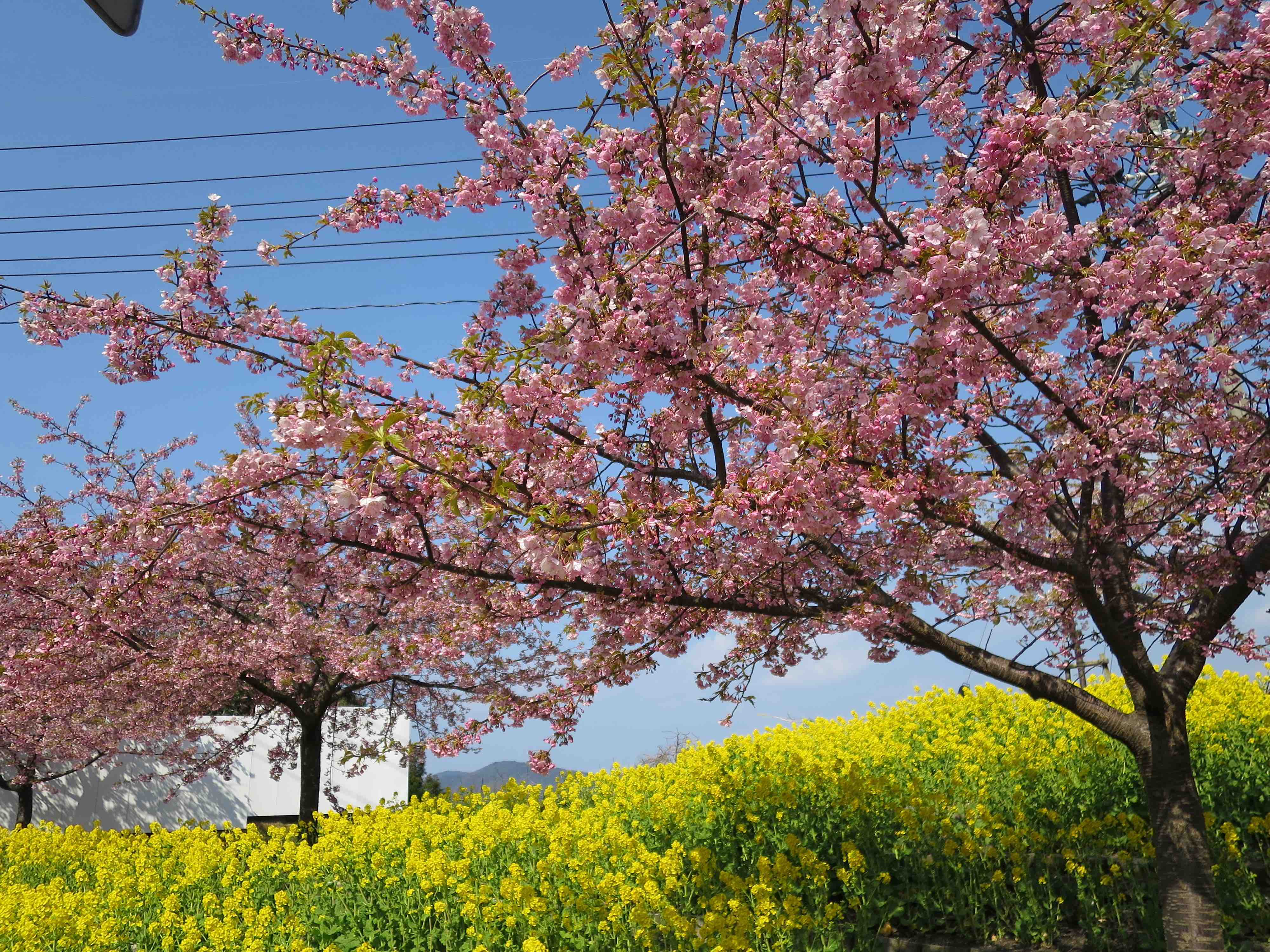 桜と菜の花画像