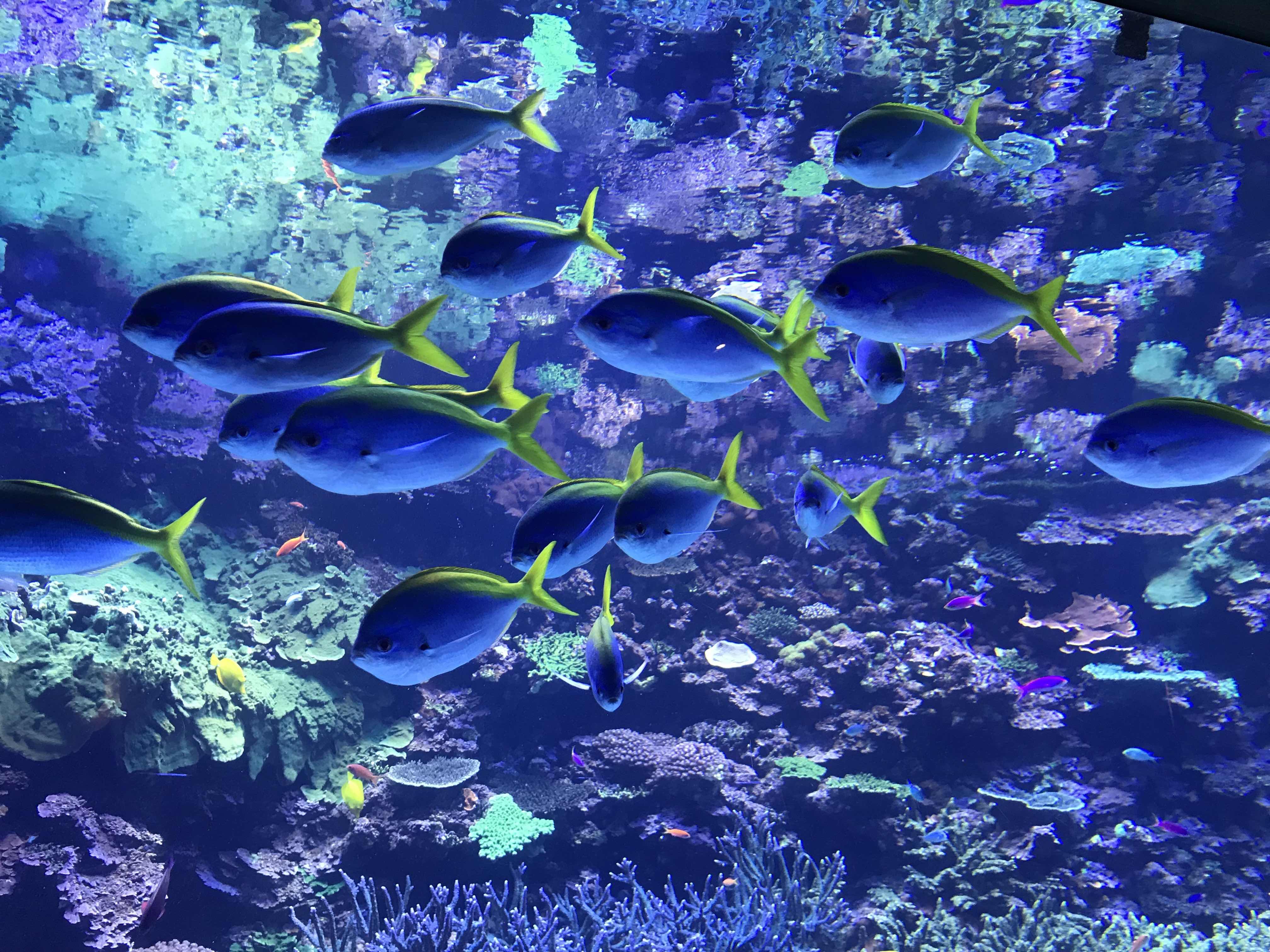 水族館魚